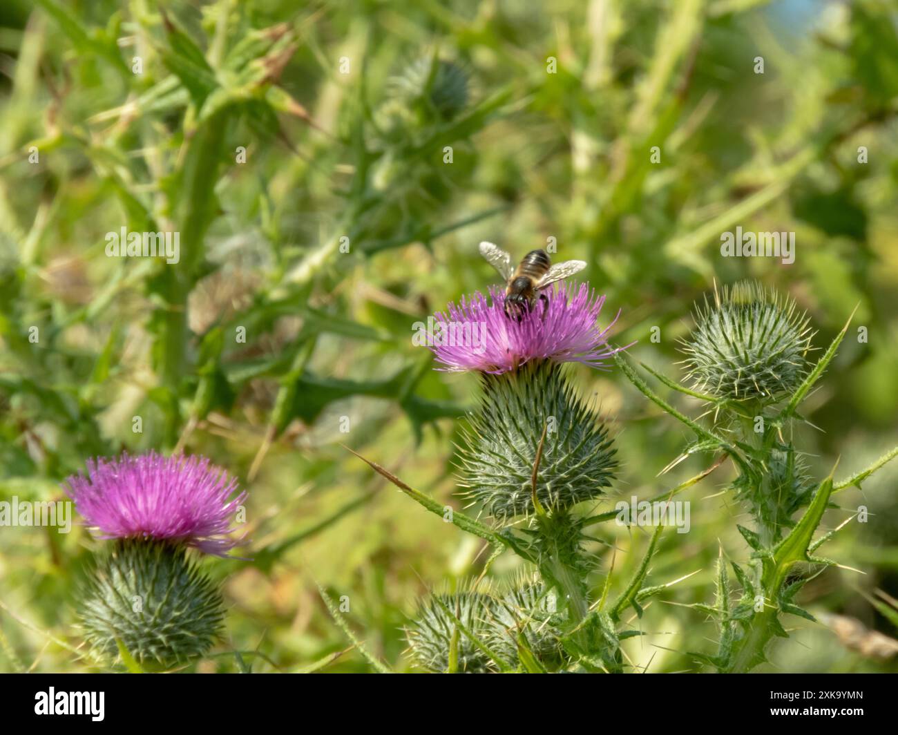 Le api mellifere raccolgono polline e nettare dalle più comuni infiorescenze rosa del cardo. Impianto di fioritura della vulgare di Cirsium. Il cardo di lancia o il cardo di toro fioriscono lui Foto Stock