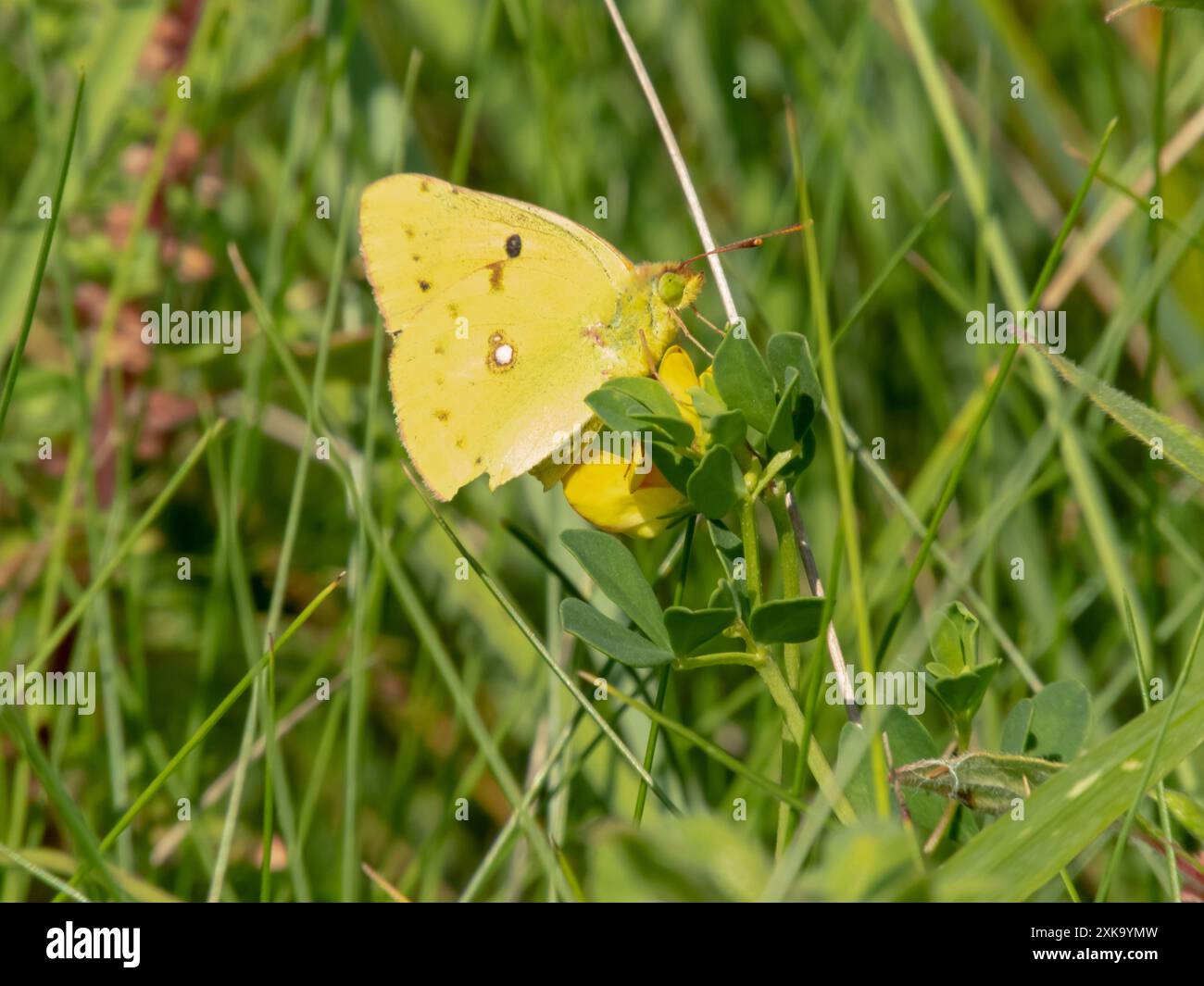 Colias croceus o farfalla gialla nuvolosa sulla pianta in fiore del Lotus corniculatus sulla scogliera costiera vicino a Puerto de Vega, Asturie, Spagna. Foto Stock