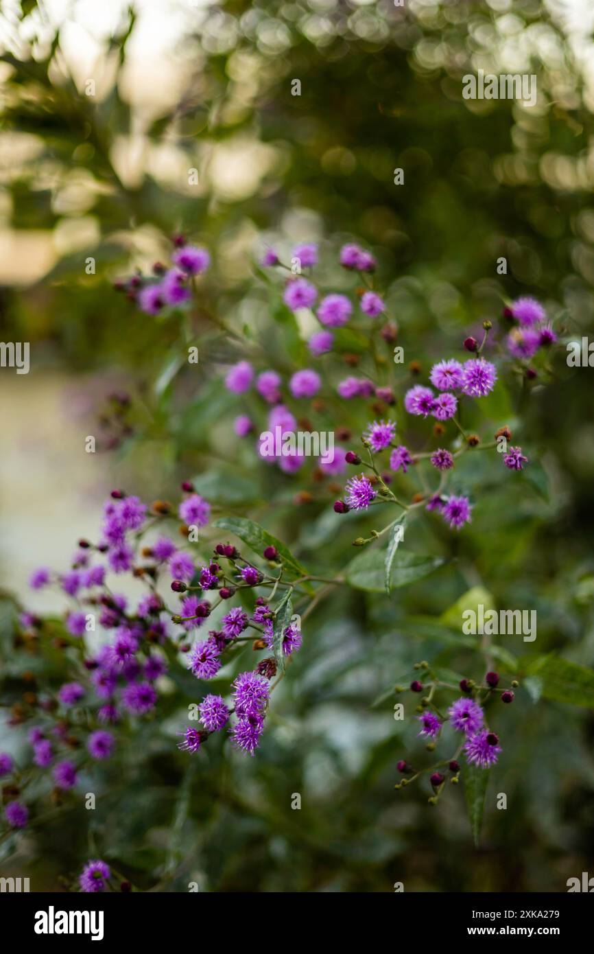 Purple Flowers in Nature a Boston, Massachusetts Foto Stock