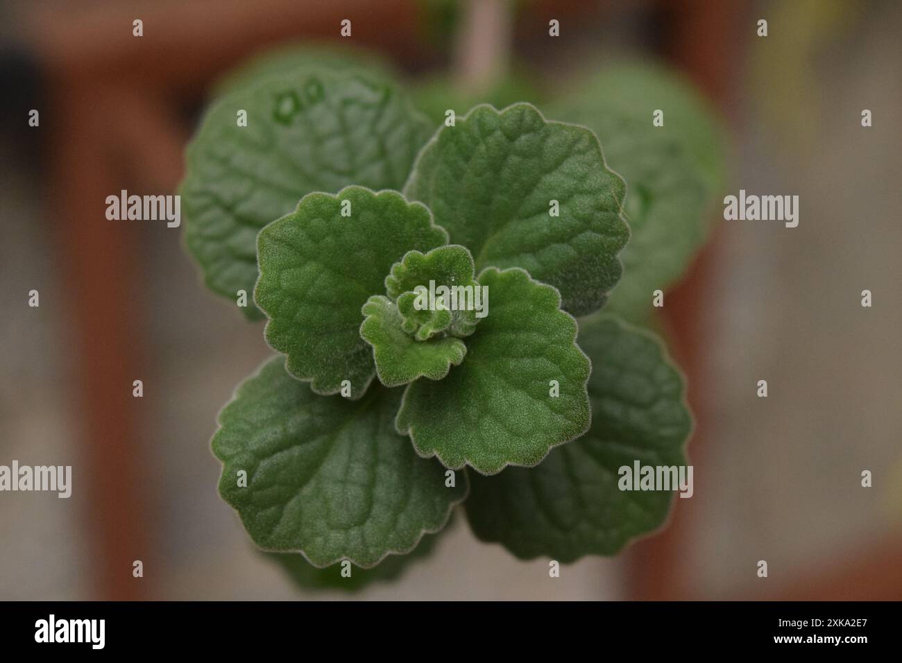 Primo piano di una singola pianta verde medicinale Foto Stock
