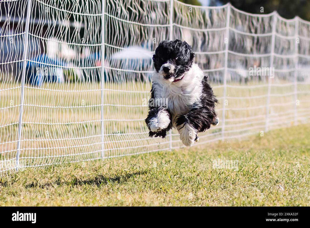 Bianco e nero portoghese Water Dog Running attira lo sport dei cani Foto Stock