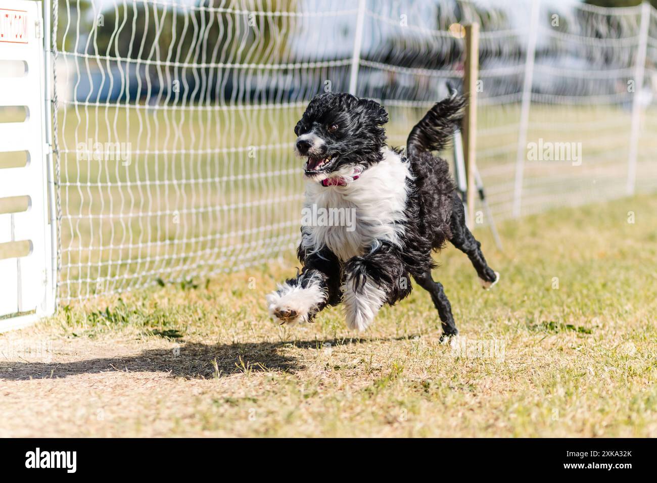 Bianco e nero portoghese Water Dog Running attira lo sport dei cani Foto Stock