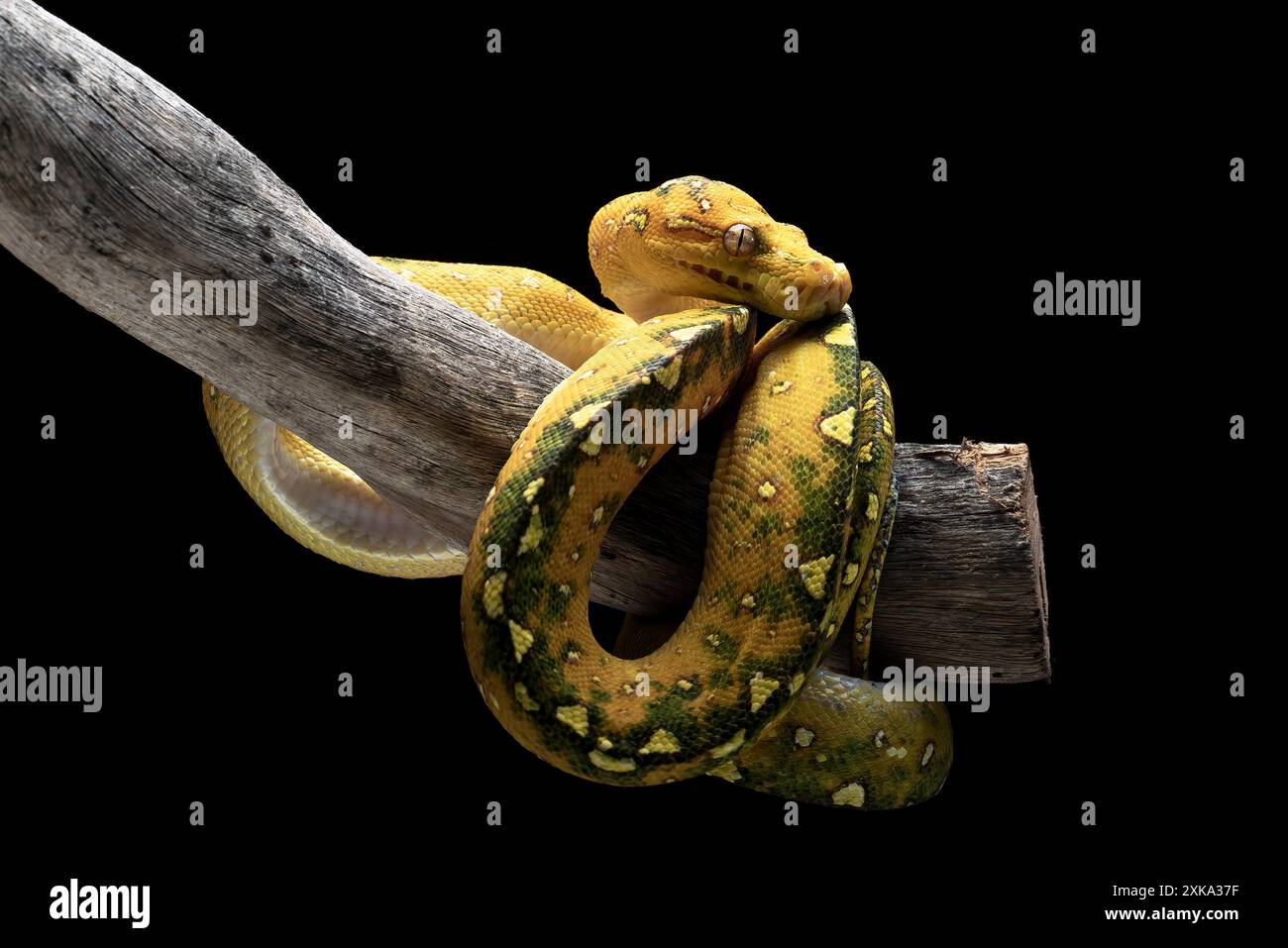 Giovane albero verde phyton su sfondo nero Foto Stock