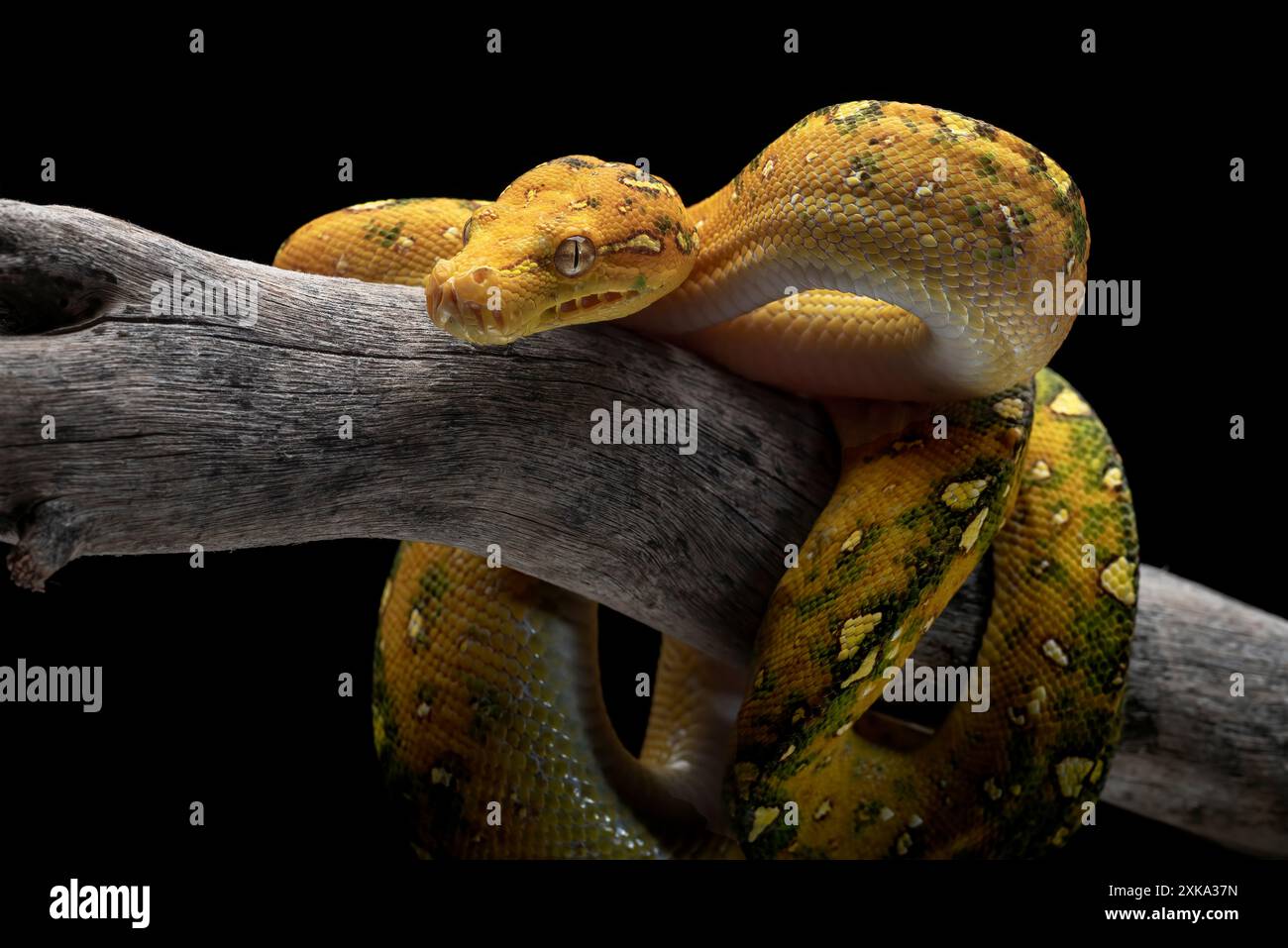 Giovane albero verde phyton su sfondo nero Foto Stock