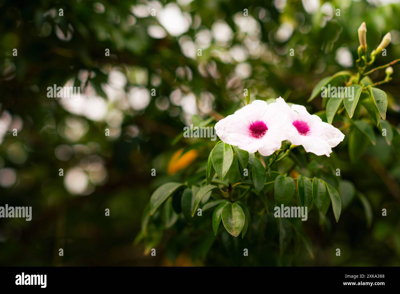 Fiori mediterranei in diversi colori Foto Stock