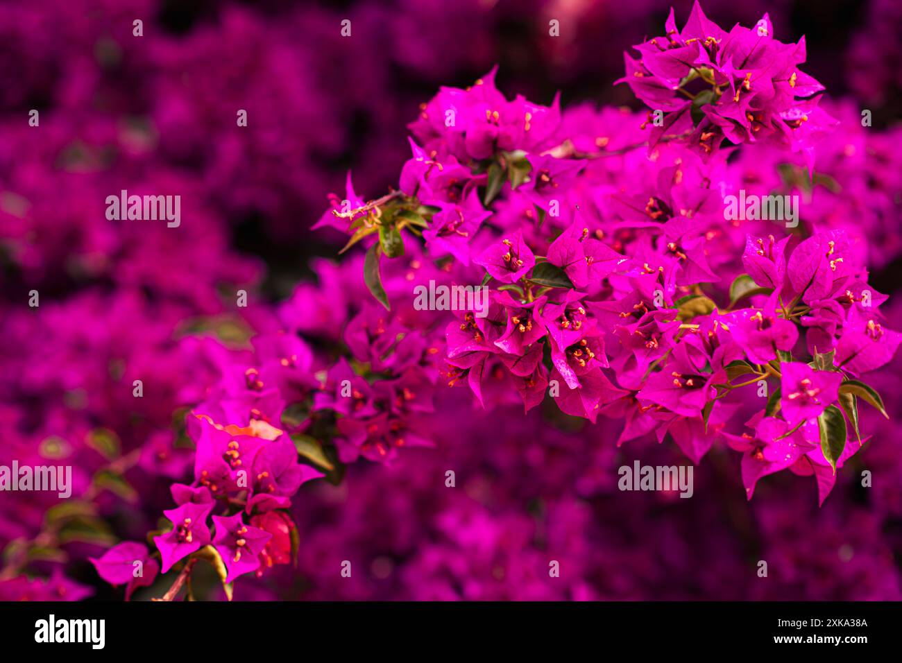 Fiori mediterranei in diversi colori Foto Stock