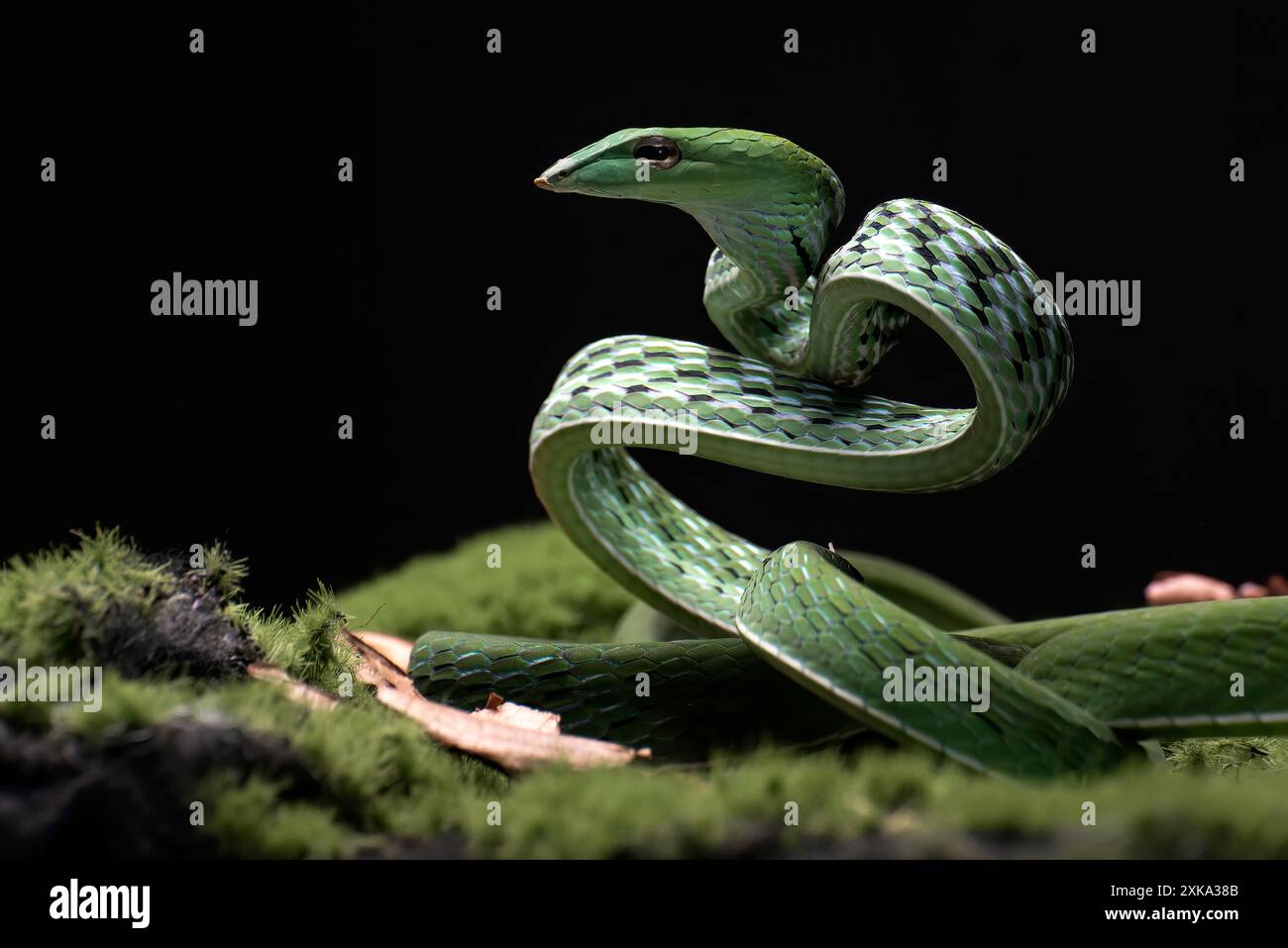 Serpente di vite verde pronto ad attaccare Foto Stock