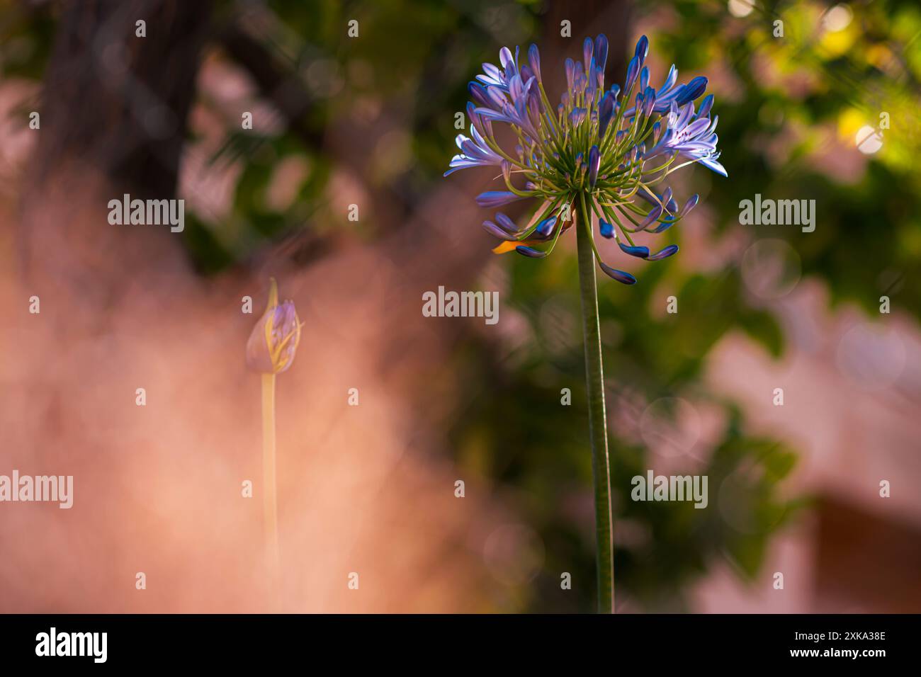 Fiori mediterranei in diversi colori Foto Stock