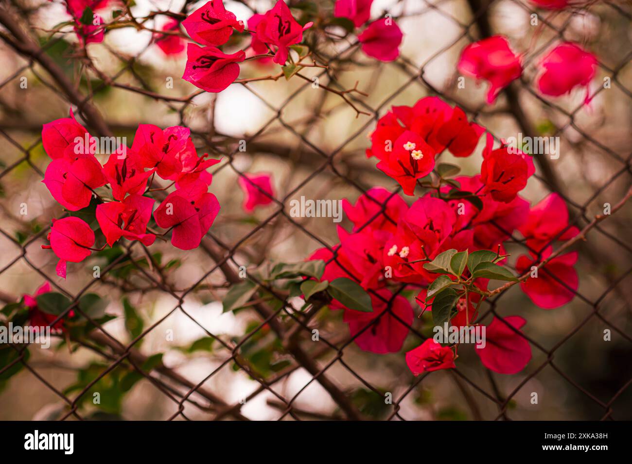 Fiori mediterranei in diversi colori Foto Stock