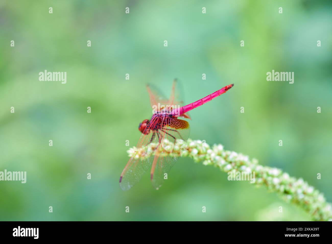 Vista ravvicinata di una libellula rosa arroccata sull'erba Foto Stock Vista ravvicinata di una libellula rosa arroccata sull'erba Foto Stock