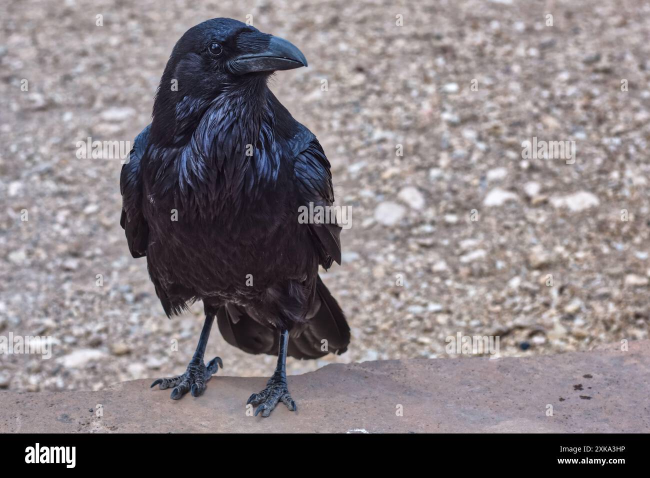 Wild Raven al Grand Canyon, Arizona Foto Stock