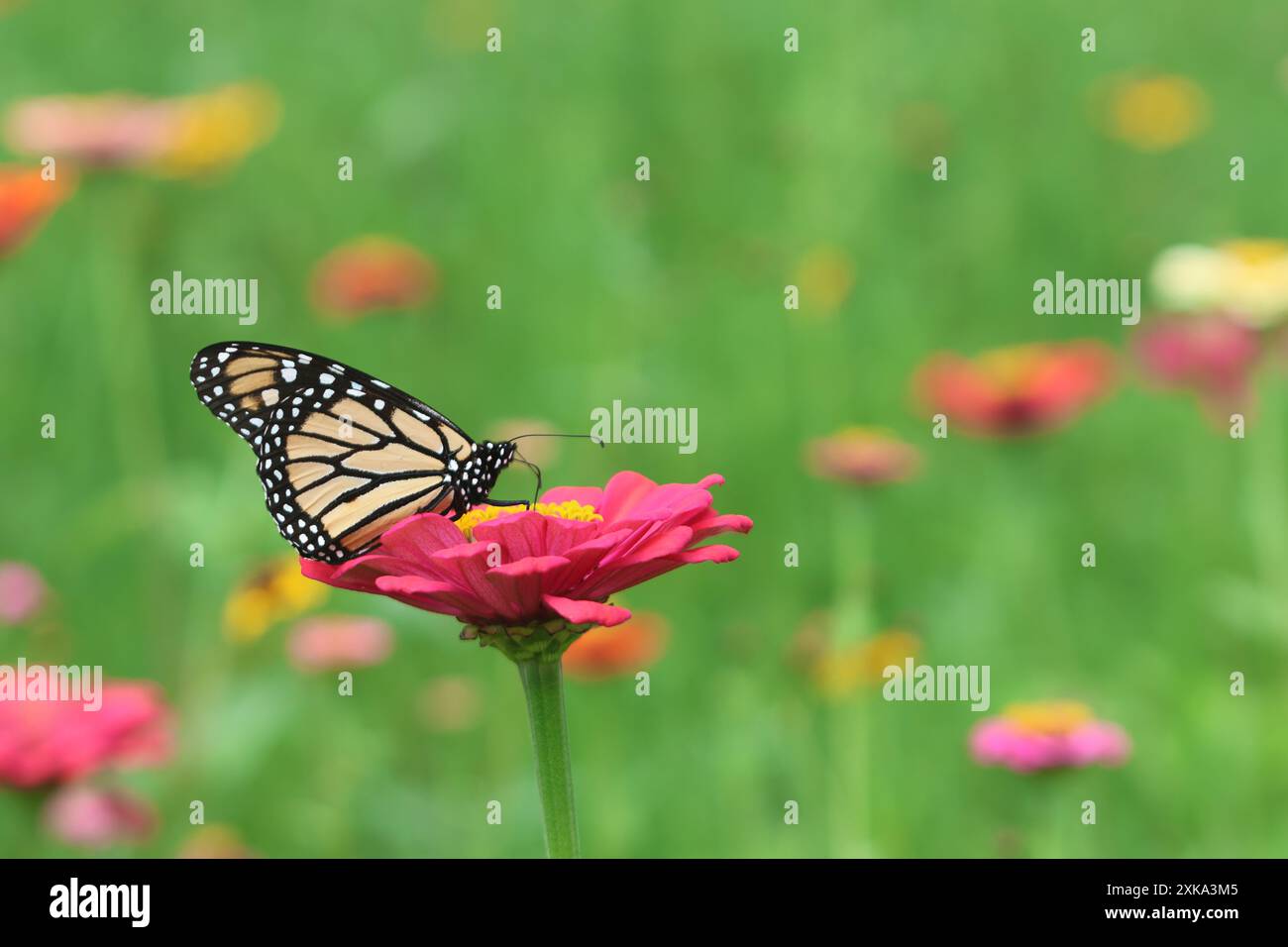 Una farfalla monarca atterra graziosamente su un bellissimo fiore Foto Stock