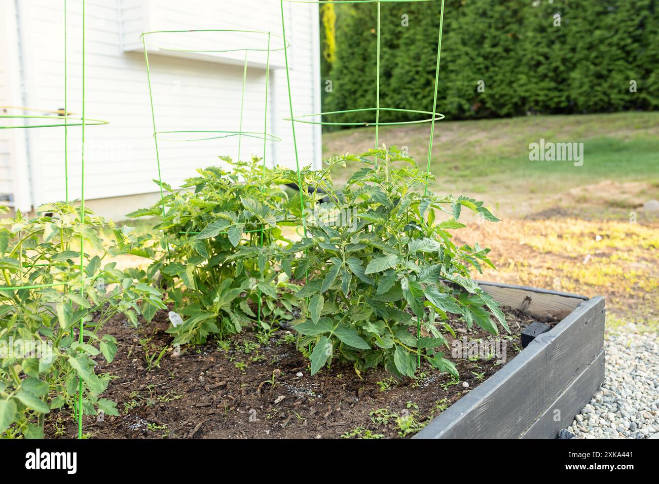 Piante di Tomatoe che crescono in un letto giardino rialzato Foto Stock