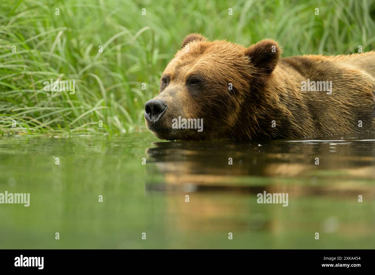 Grande orso grizzly maschio che si tuffa nell'acqua da vicino Foto Stock