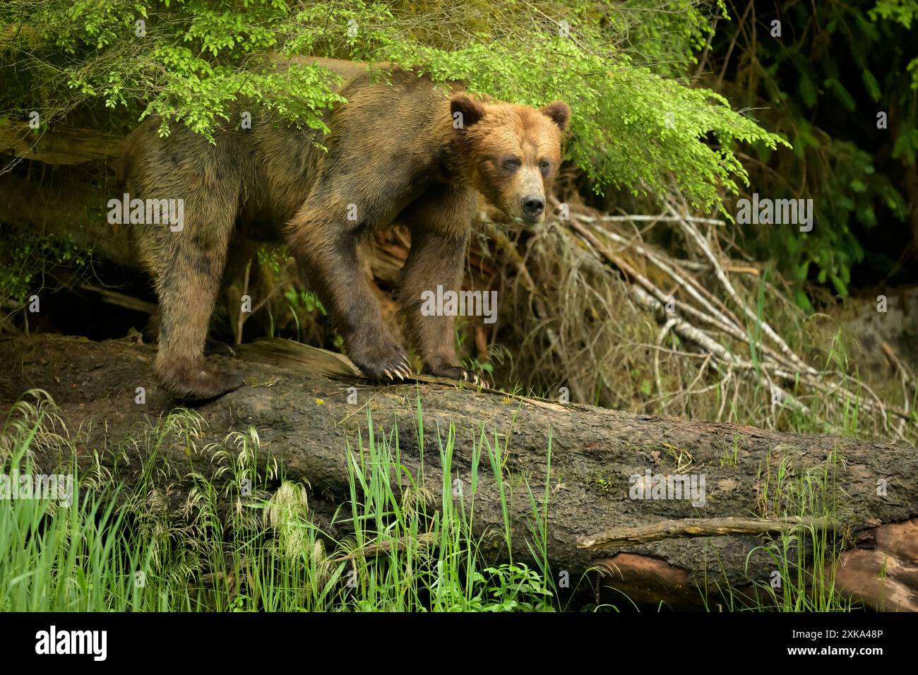 Orso bruno in tronco nella foresta pluviale temperata Foto Stock