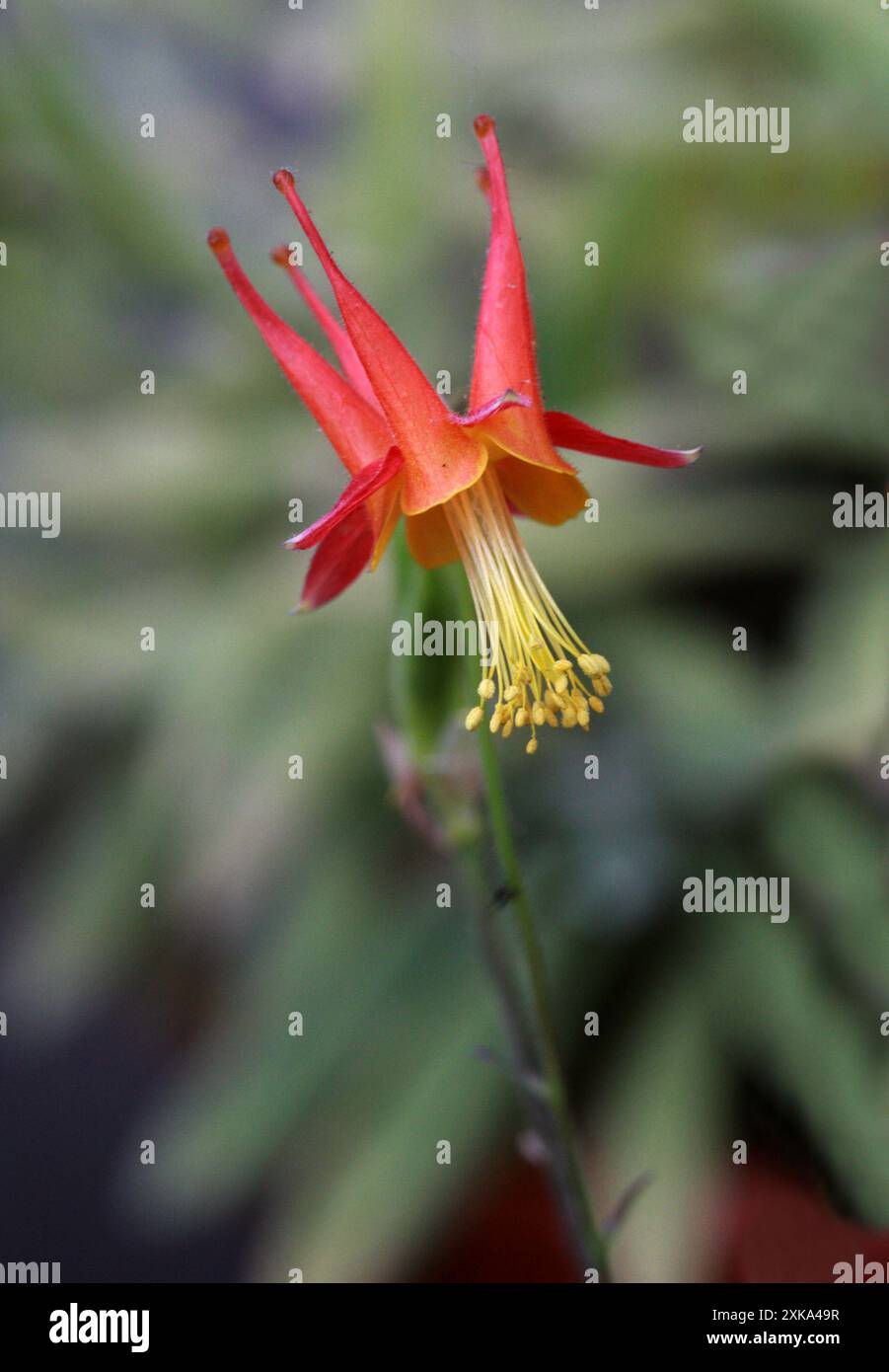 WESTERN Red Columbine, Aquilegia elegantula, Ranunculaceae. Colorado e nuovo Messico, Stati Uniti, Nord America. Foto Stock