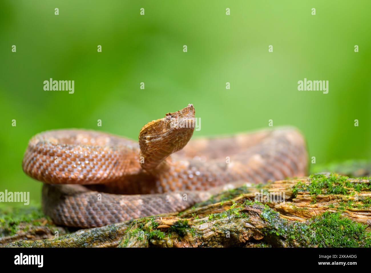 vipera dal naso di maiale (Porthidium nasutum) su un tronco di legno, Costa Rica. Foto Stock