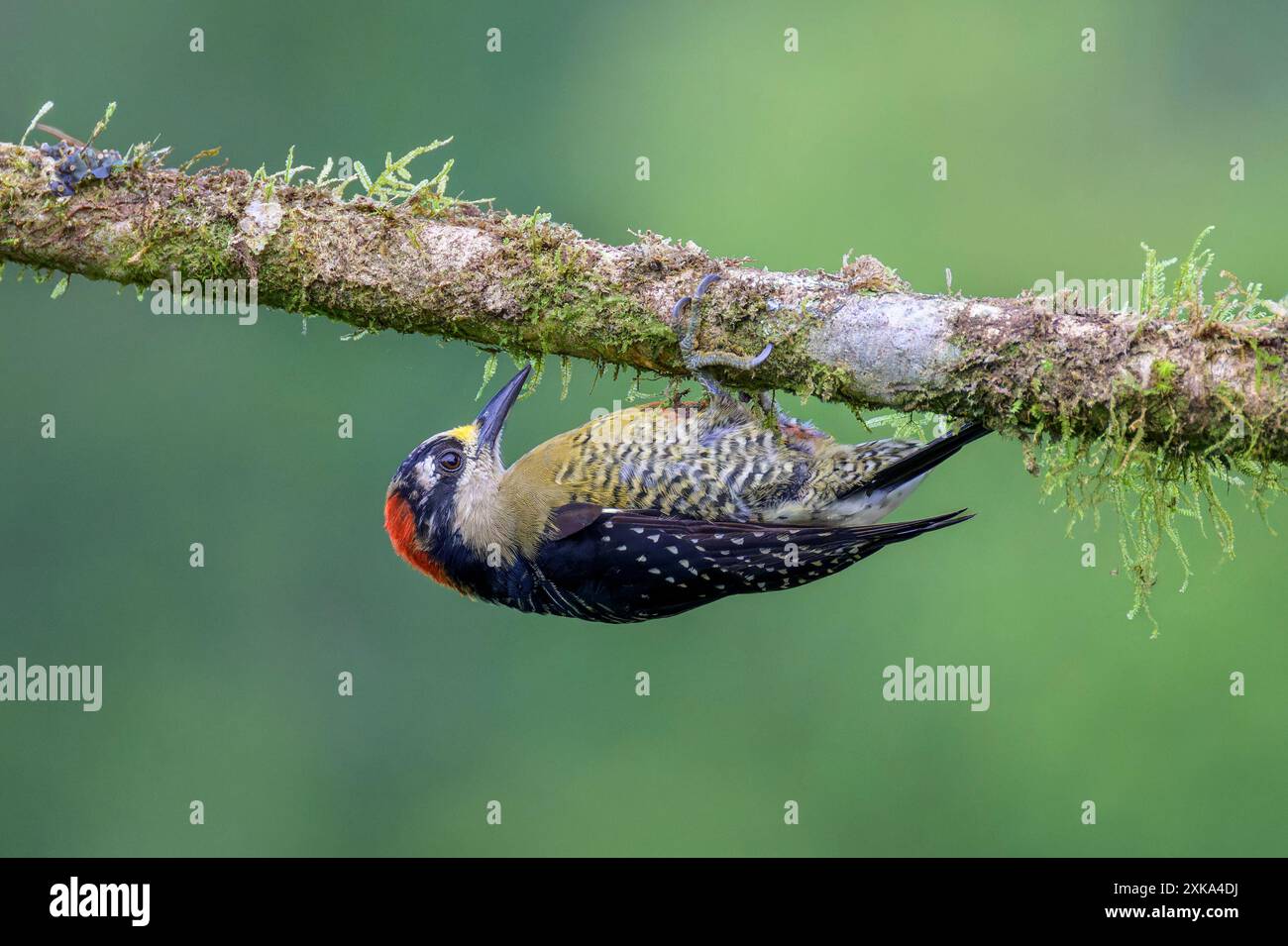 Picchio dalle guance nere (Melanerpes pucherani) che si nasconde sotto un ramo, per l'uccello rapace, Boco Tapada, Costa Rica. Foto Stock