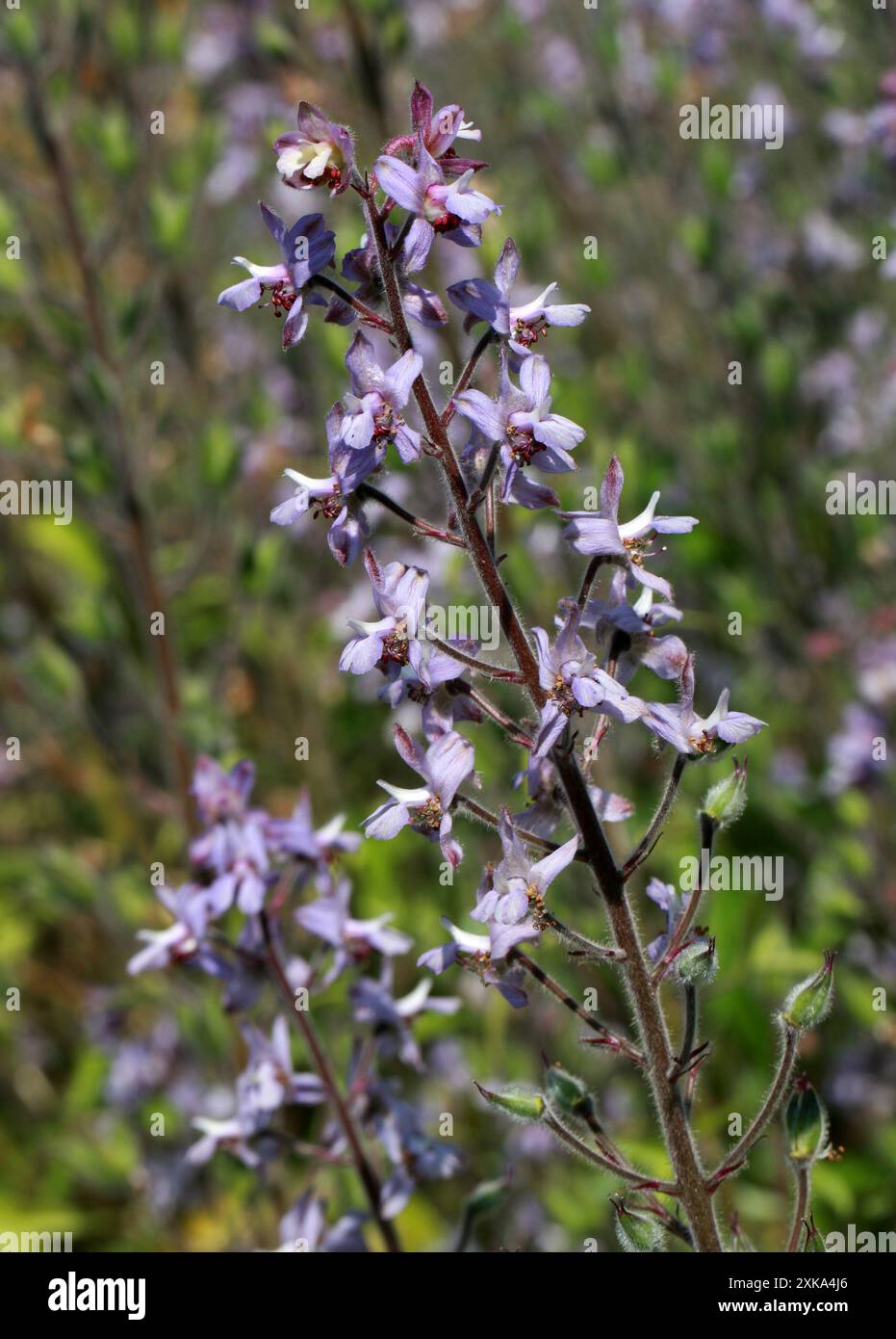 Larkspur maculato o Requin's Bee Delphinium, Delphinium requienii, Ranunculaceae. Corsica, Francia, Europa. Foto Stock