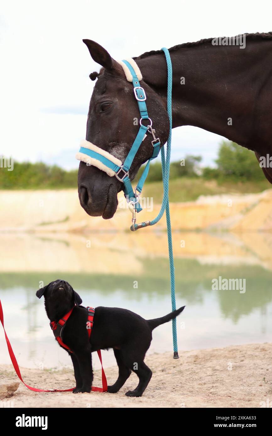 Ritratto di cavallo bruno in natura. È con un cucciolo piccolo e fa cose divertenti. Foto Stock