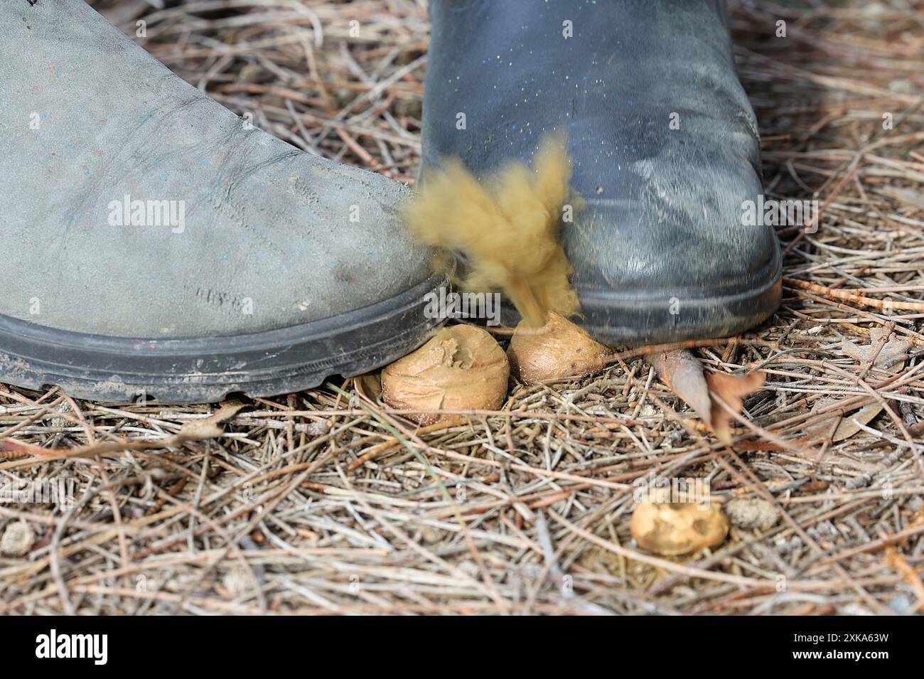 Due piedi o stivali da lavoro in piedi su un fungo di palla o funghi che fanno schizzare spore di polvere gialle verdi come un soffio di fumo. Divertimento con la palla di puff Foto Stock