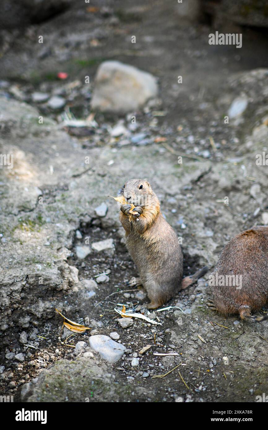 Il cane della prateria dalla coda nera in piedi sulle rocce sta mangiando una foglia secca nel suo habitat naturale. Foto Stock