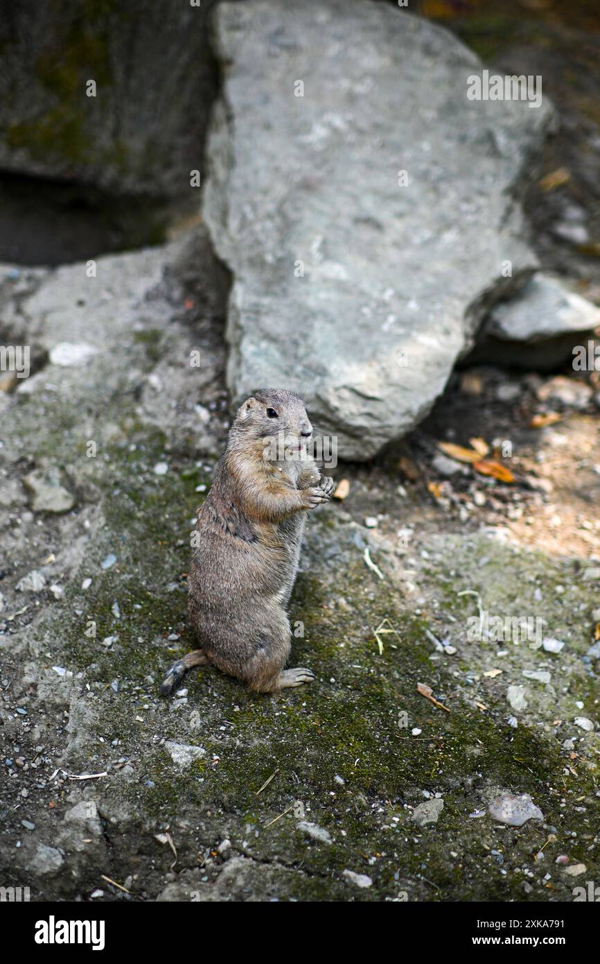 Il cane della prateria dalla coda nera in piedi sulle rocce sta mangiando una foglia secca nel suo habitat naturale. Foto Stock