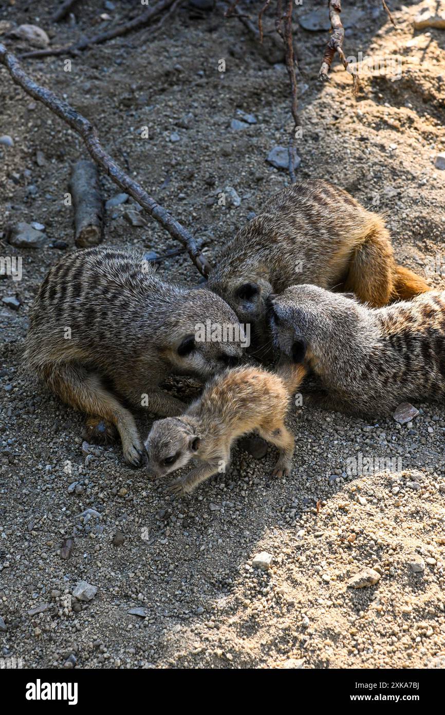 La famiglia Meerkat riposa sulla sabbia in una giornata di sole. Foto Stock