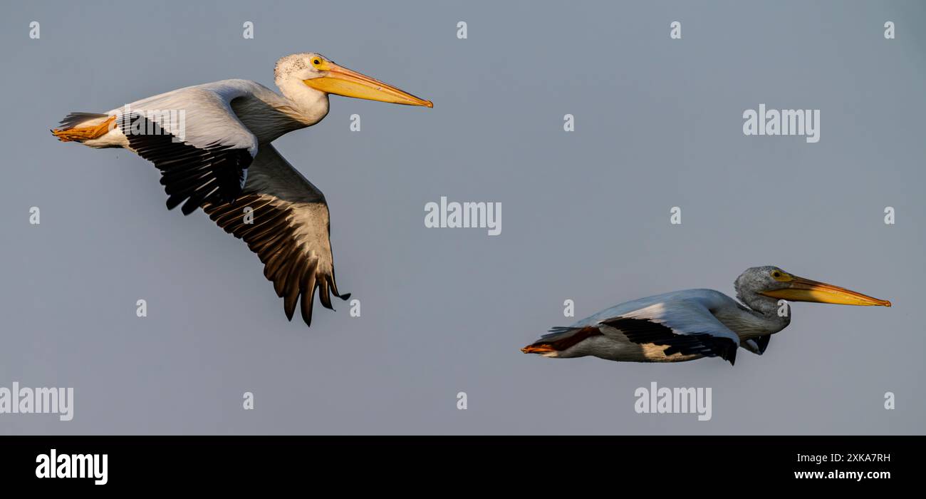 I pellicani bianchi americani (Pelecanus erythrorhynchos) sorvolano il Bear River migratory Bird Refuge nello Utah. Foto Stock