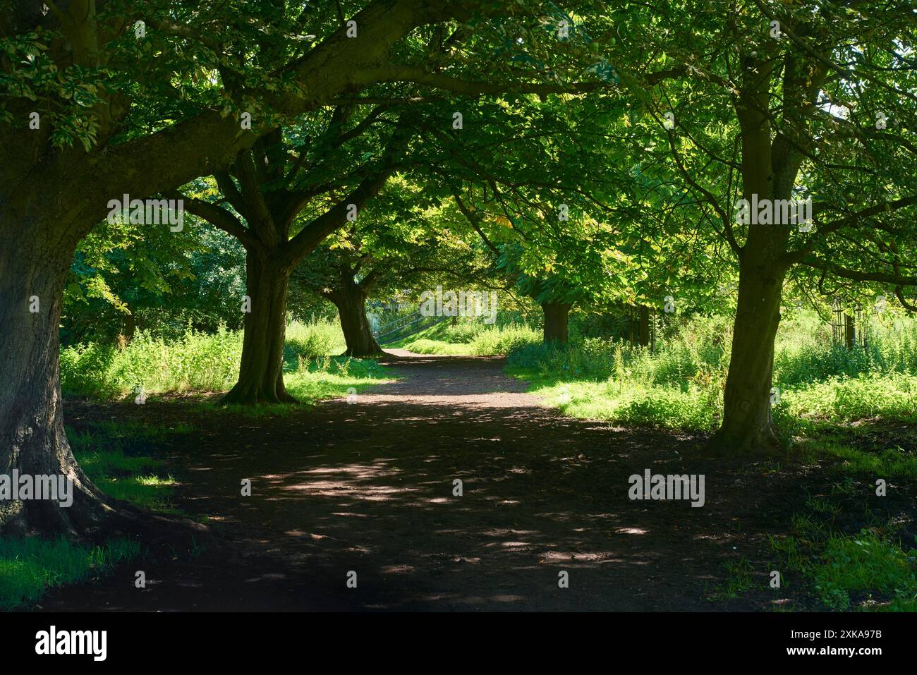 Percorso attraverso gli alberi di Harding's Moor, Hemel Hempstead, Hertfordshire UK, in estate Foto Stock