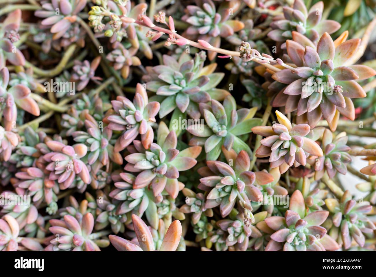 Primo piano della splendida Graptosedum Darley Sunshine piante succulente Foto Stock