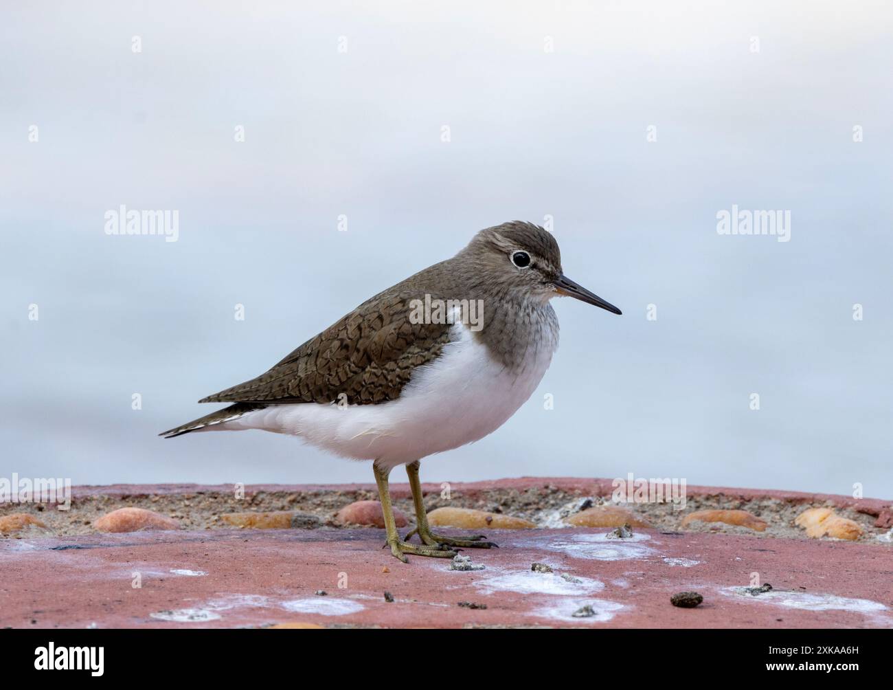 Il Sandpiper comune si riproduce nell'emisfero settentrionale e sovra-inverni intorno all'Africa. Un comune migrante paleartico sono alimentatori solitari Foto Stock