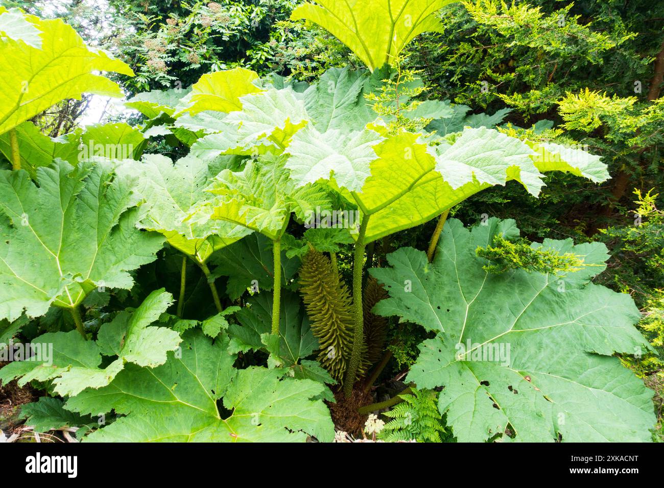 Stabilimento Gunnera Manicata. Foto Stock