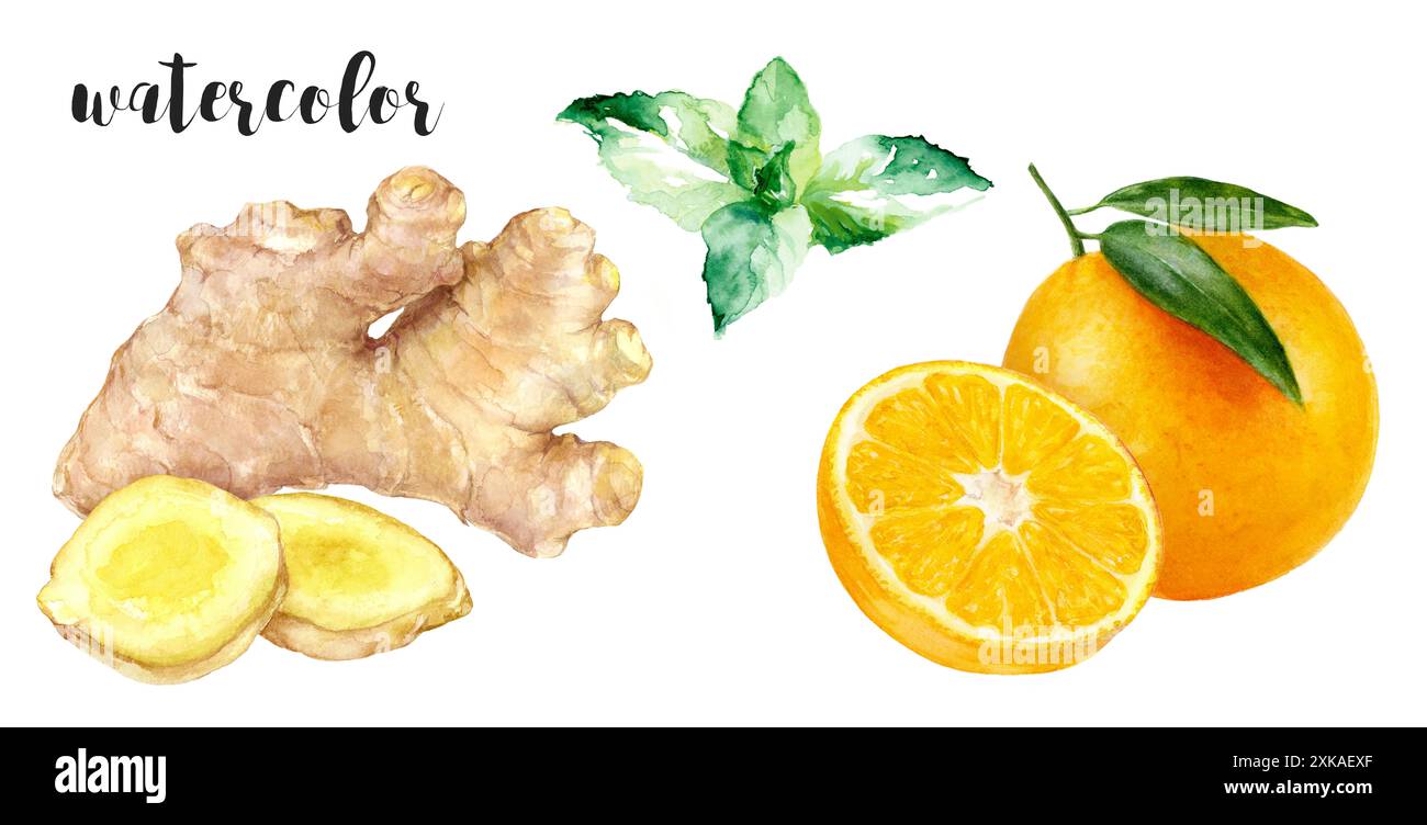 Illustrazione ad acquerello con zenzero, foglie di menta e fette di arancio, perfetta per disegni naturali e a tema fresco. Foto Stock Illustrazione ad acquerello con zenzero, foglie di menta e fette di arancio, perfetta per disegni naturali e a tema fresco. Foto Stock
