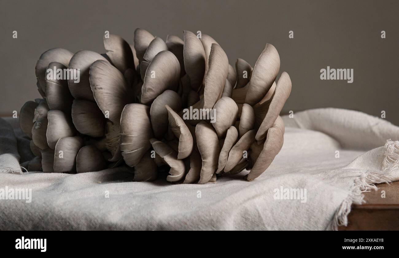 Grande fungo crudo Blue Oyster sul tavolo. Foto Stock