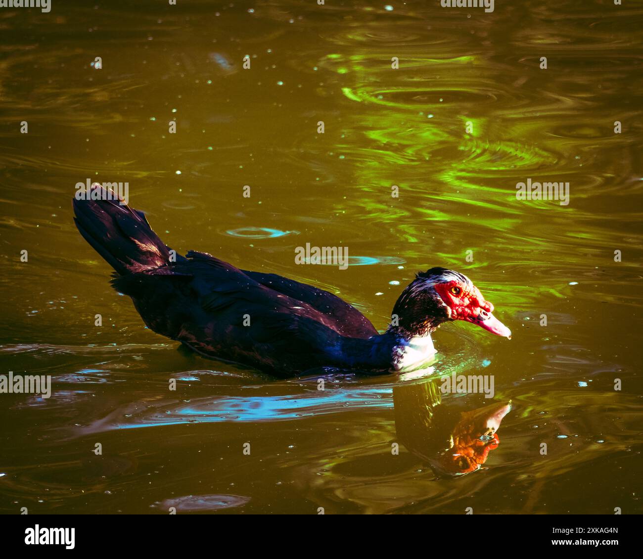 Una bella anatra moscovita nera demoesticata Foto Stock