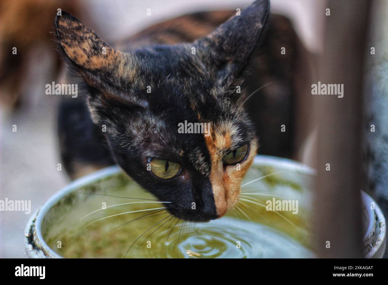 un gatto calico con una faccia nera, marrone e arancione sta bevendo da un secchio pieno d'acqua Foto Stock