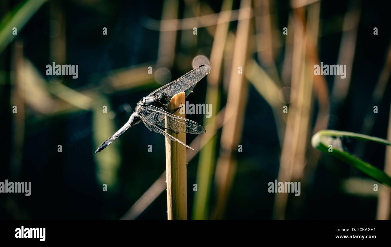 Una libellula che poggia le ali su un bastoncino di canna Foto Stock