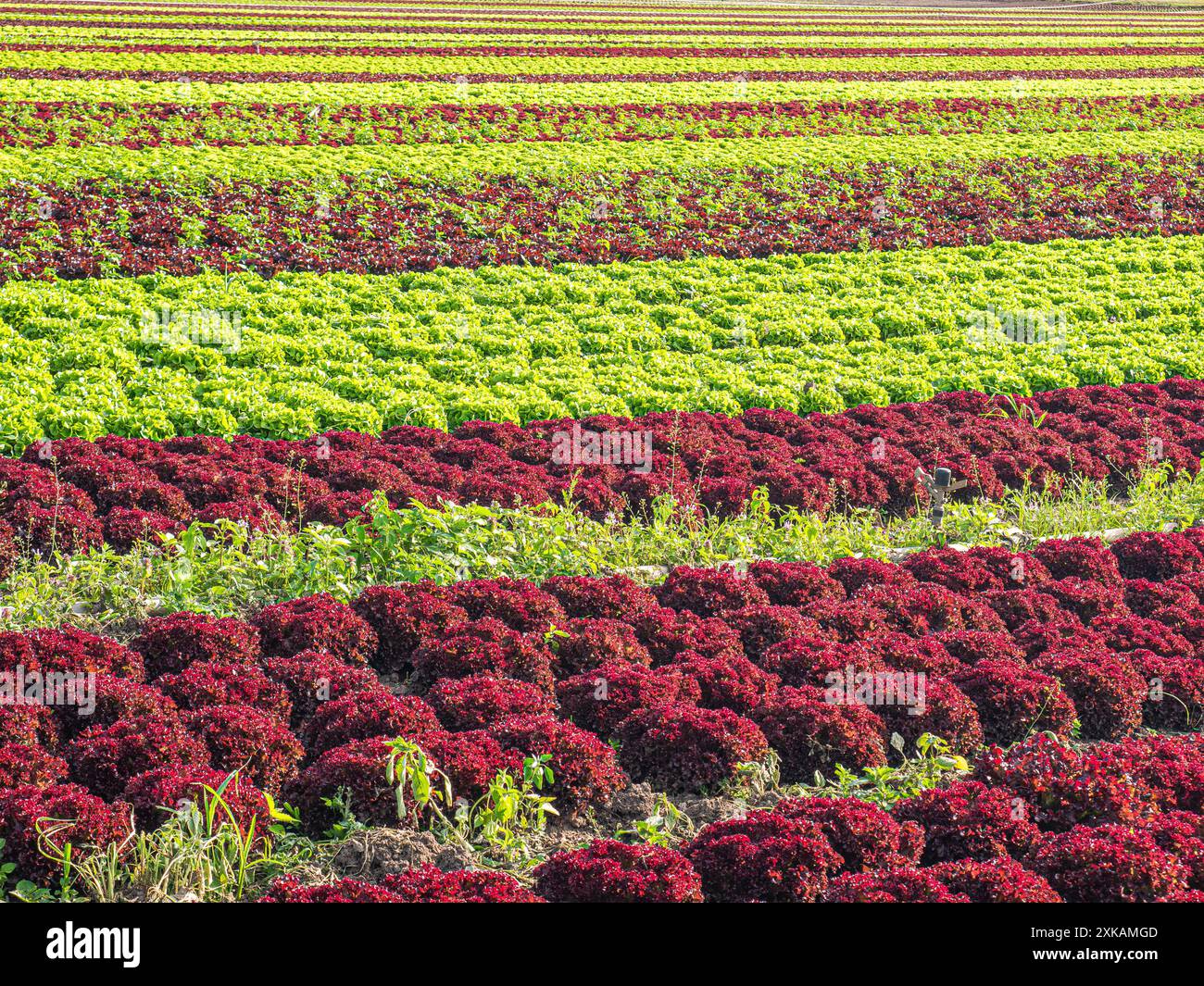 Capi di lattuga di un agricoltore biologico in campo in Germania Foto Stock