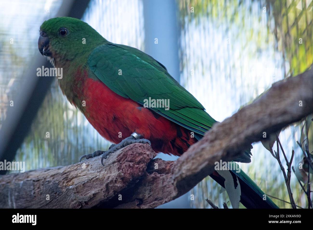 Il pappagallo reale australiano ha una pancia rossa e un dorso verde, con ali verdi e una lunga coda verde. Foto Stock