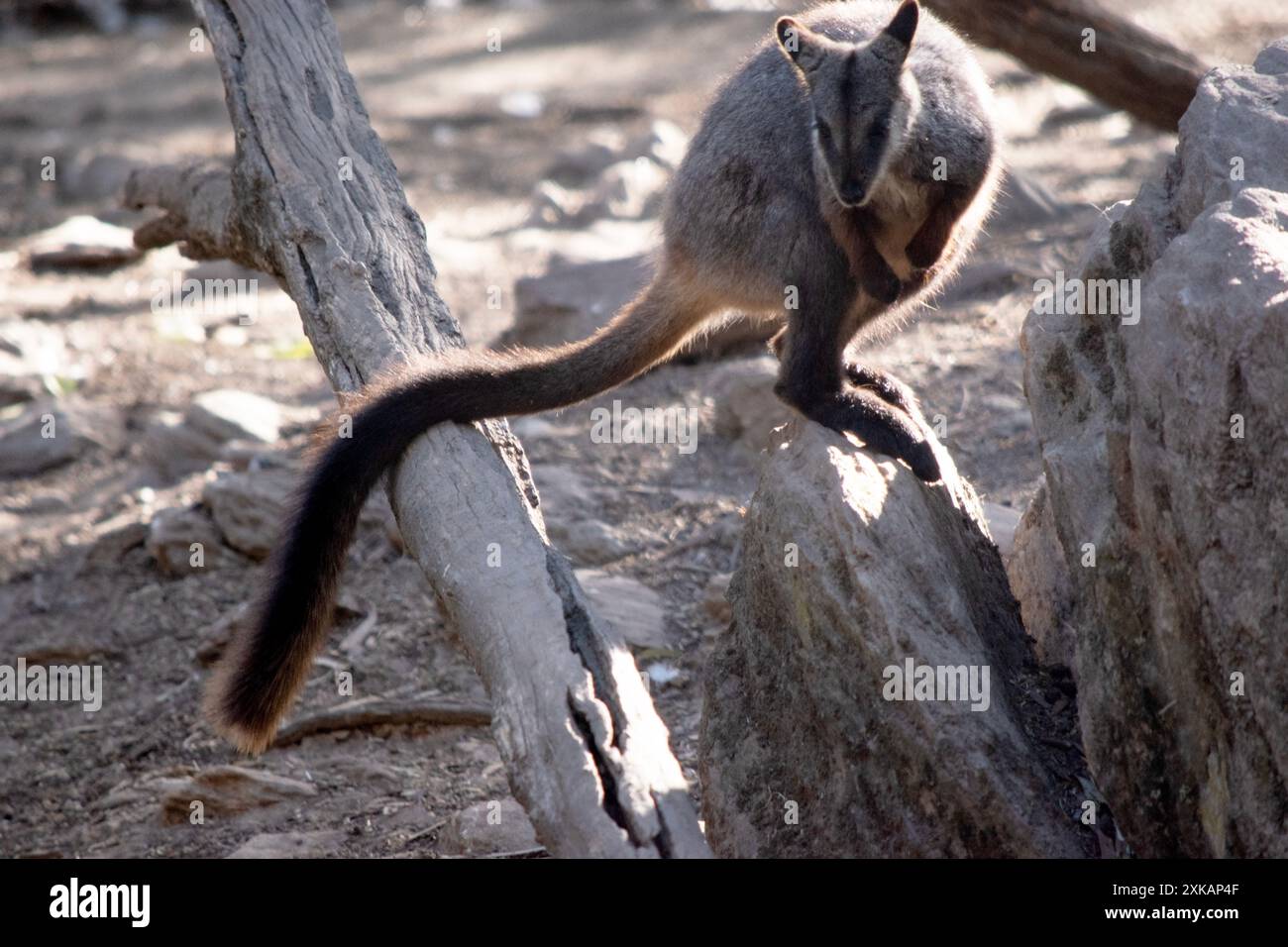 Il wallaby di roccia dalla coda di pennello meridionale ha una caratteristica coda lunga e scura che è più trafficata verso la punta. Foto Stock