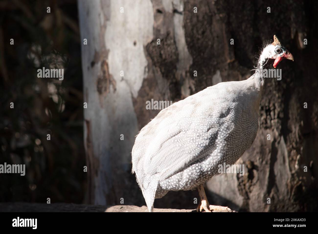 Il pollo della Guinea con casco è grigio-nero macchiato di bianco. Come altre galline, questa specie ha una testa senza piume, Foto Stock