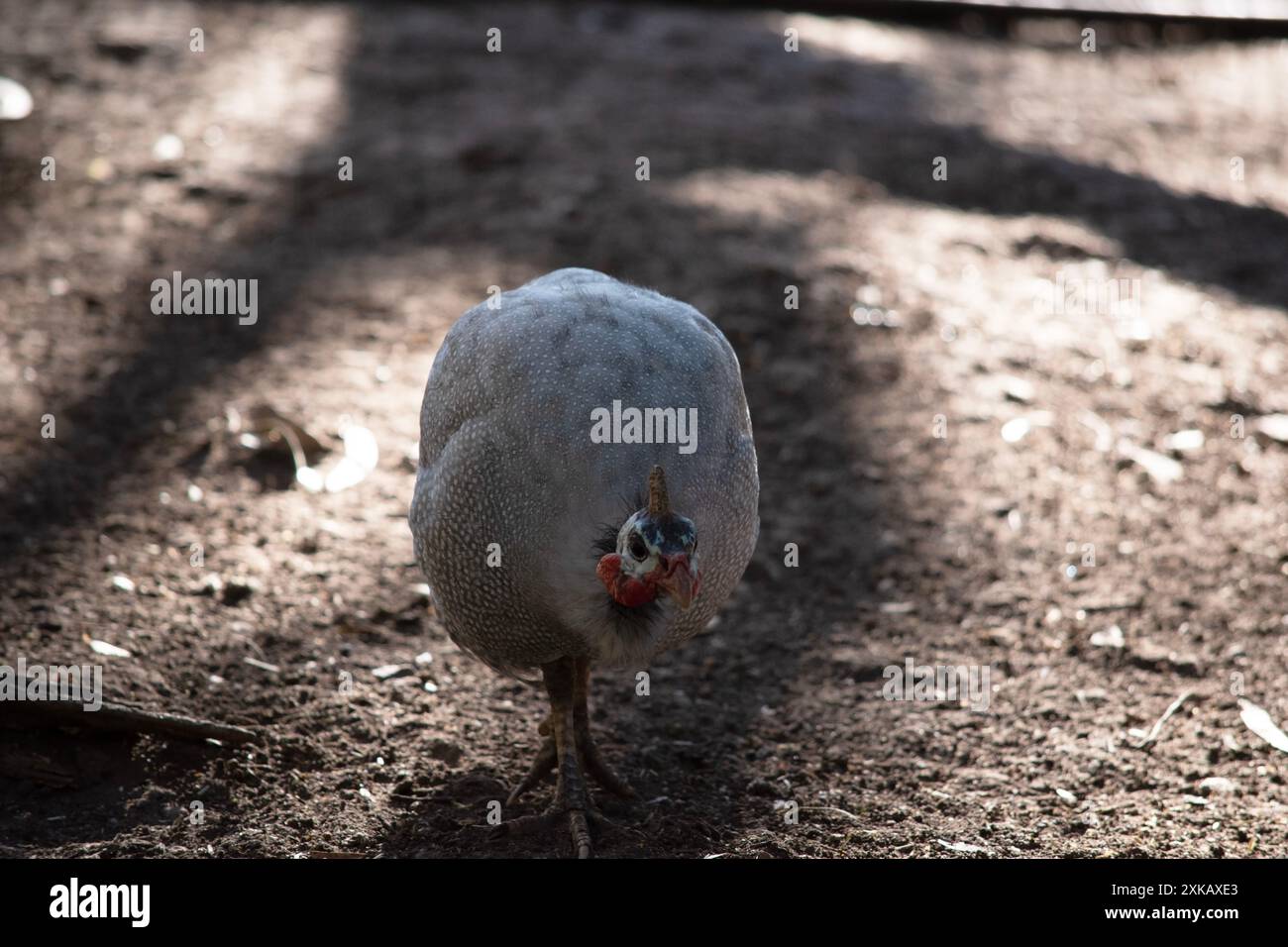 Il pollo della Guinea con casco è grigio-nero macchiato di bianco. Foto Stock