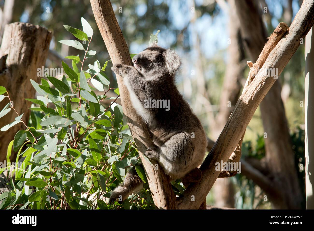 Il Koala ha una grande testa rotonda, grandi orecchie da pelliccia e un grosso naso nero. La loro pelliccia è solitamente grigio-marrone nel colore con pelliccia bianca sul petto, sulle braccia interne, Foto Stock