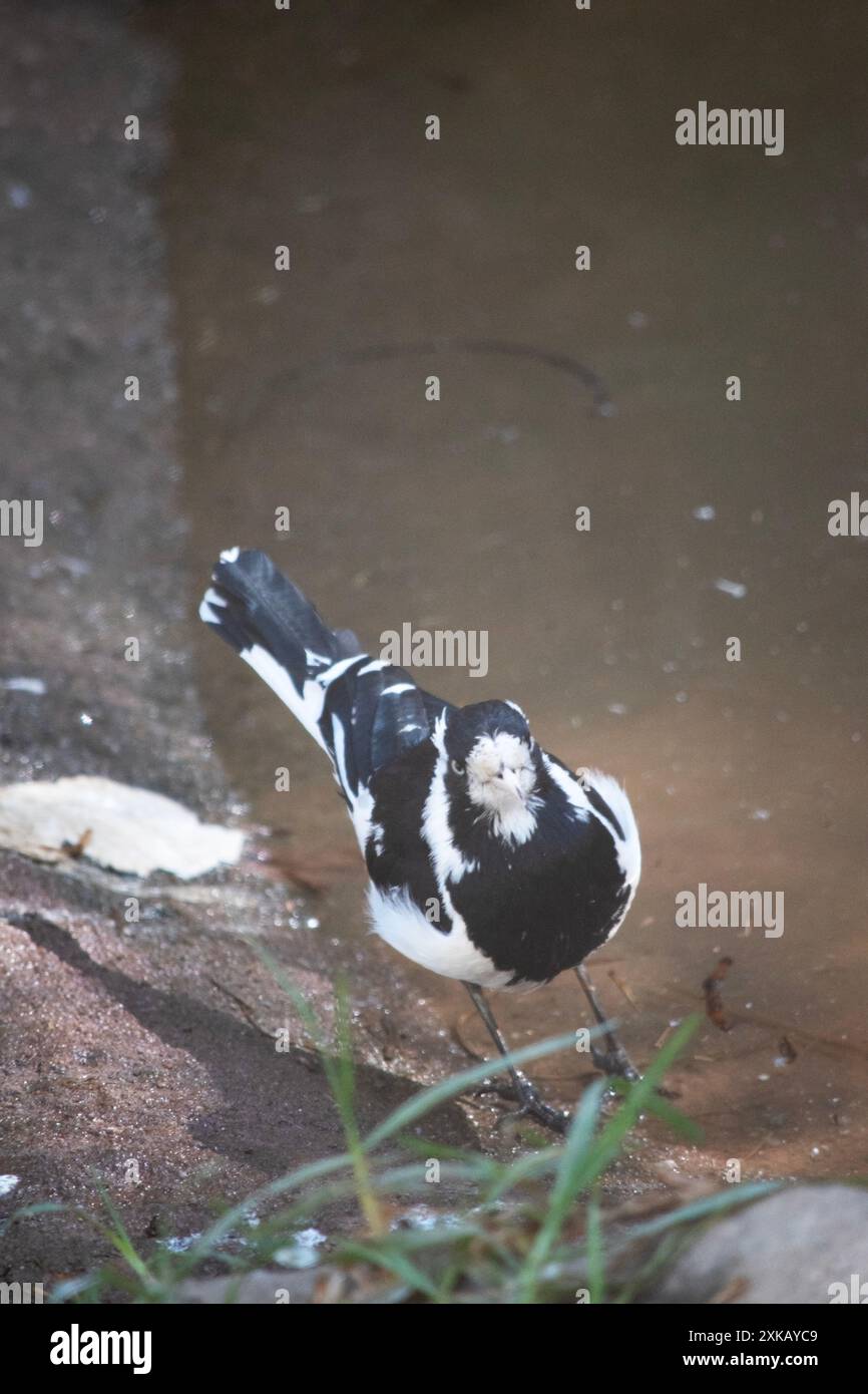 Il larice Magpie è distintamente segnato in bianco e nero. Il sottile becco biancastro e l'iride pallido lo separano da altre specie di colore simile. Foto Stock
