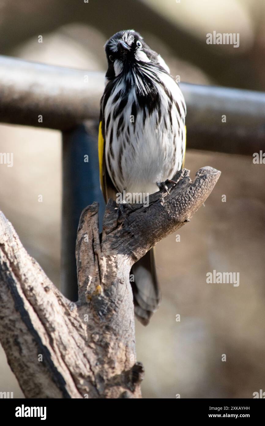Il New Holland Honeyeater è principalmente bianco e nero, con un'ampia fascia di ala gialla e lati gialli sulla coda Foto Stock