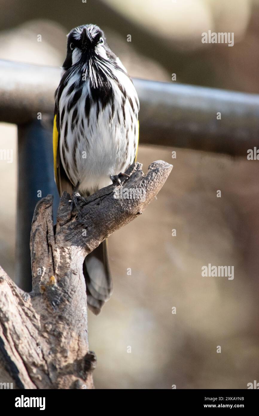 Il New Holland Honeyeater è principalmente bianco e nero, con un'ampia fascia di ala gialla e lati gialli sulla coda Foto Stock