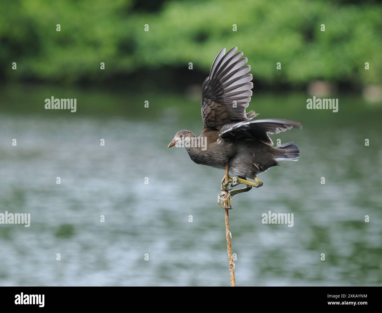 Giovane moorhen, godendo di una vegetazione locale, da cui si è lanciato in volo rafforzando i muscoli delle ali. Foto Stock