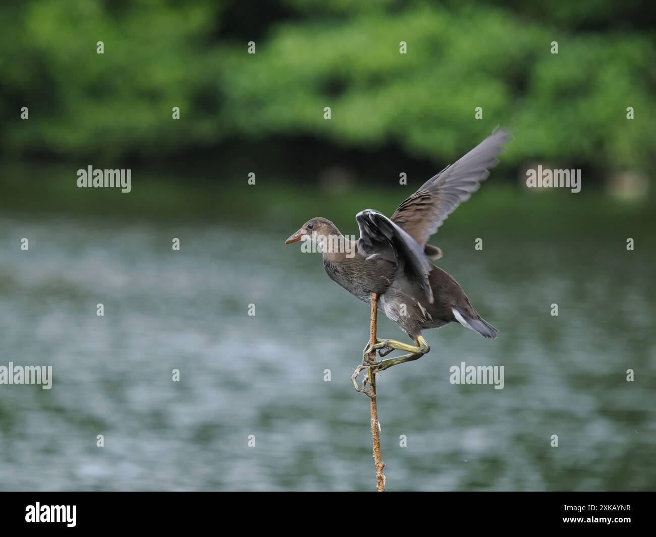 Giovane moorhen, godendo di una vegetazione locale, da cui si è lanciato in volo rafforzando i muscoli delle ali. Foto Stock