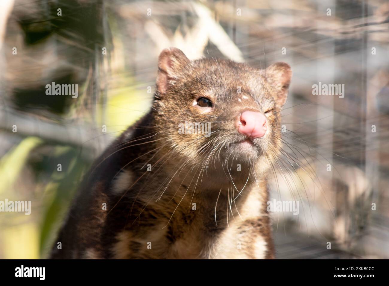 I Quoll dalla coda maculata sono marsupiali che hanno una pelliccia dal rosso intenso al marrone scuro e ricoperti da macchie bianche sul retro che continuano lungo la coda. Foto Stock